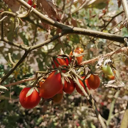 Dom wakacyjny Anesis House