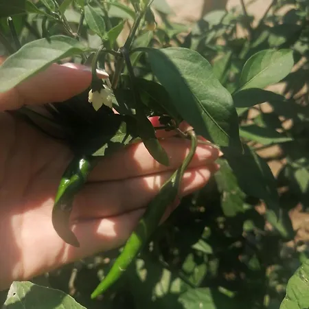 Anesis House Stroumbi