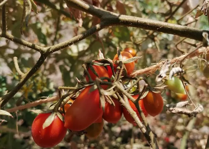 Prázdninový dům Anesis House