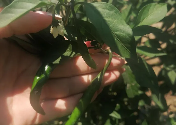 Anesis House Stroumbi